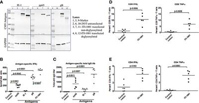 Development and Characterization of an HCMV Multi-Antigen Therapeutic Vaccine for Glioblastoma Using the UNITE Platform